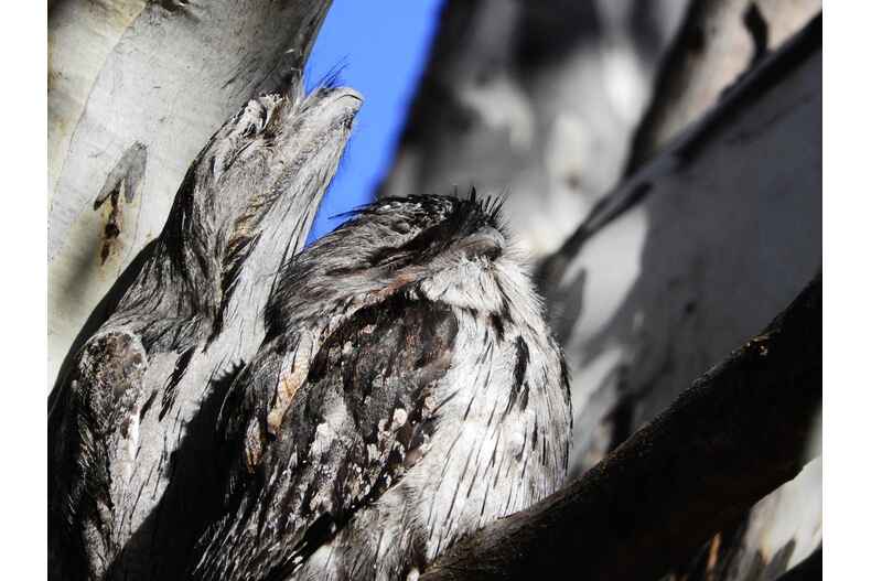 112 Hutchinson Place Burra