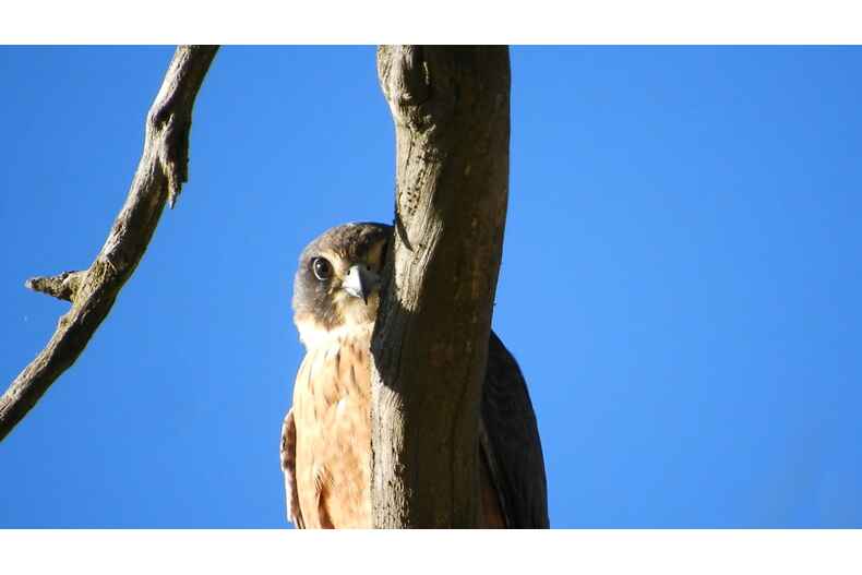 112 Hutchinson Place Burra 112 Hutchinson Place Burra