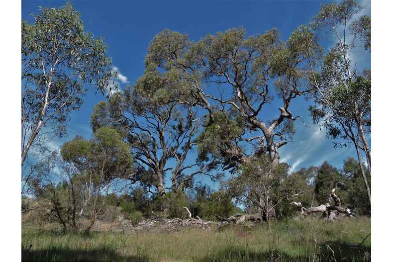 112 Hutchinson Place Burra
