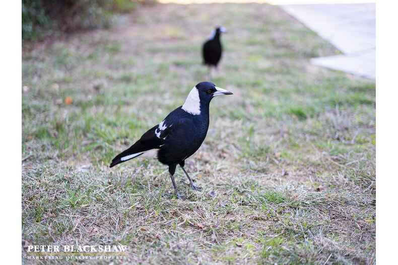 61 Chowne Street Campbell 61 Chowne Street Campbell