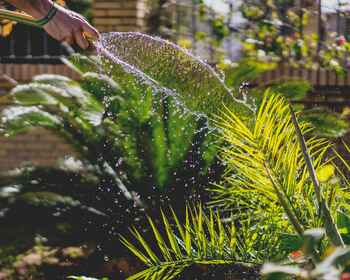 Summer garden survival guide Summer garden survival guide