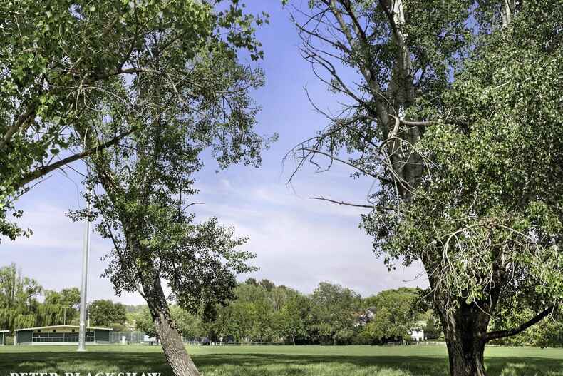 55 Schlich Street Yarralumla 55 Schlich Street Yarralumla