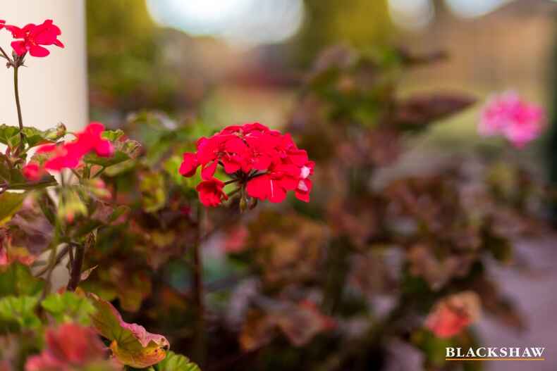 21 Bolger Place Kambah 21 Bolger Place Kambah