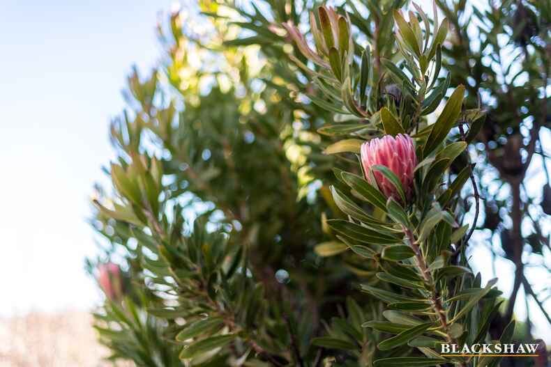 15 Barringer Street Conder 15 Barringer Street Conder