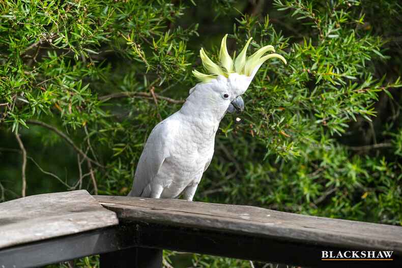 11C South Street Batemans Bay 11C South Street Batemans Bay