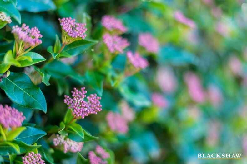 5 Dobell Circuit Conder 5 Dobell Circuit Conder