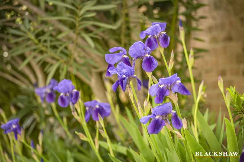 5/3 Allambee Street Reid 5/3 Allambee Street Reid