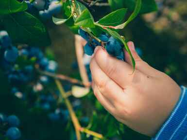 How to build a vegetable or herb garden this spring How to build a vegetable or herb garden this spring