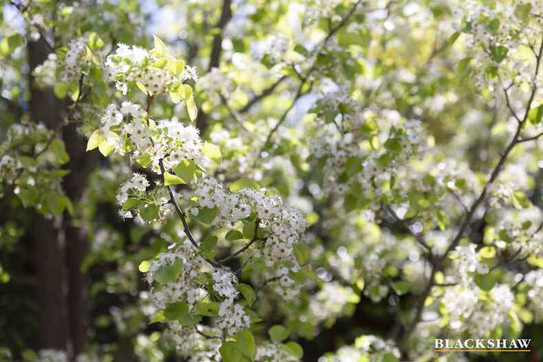 98 Mugga Way Red Hill 98 Mugga Way Red Hill