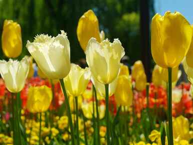 A seven step guide to spring gardening A seven step guide to spring gardening