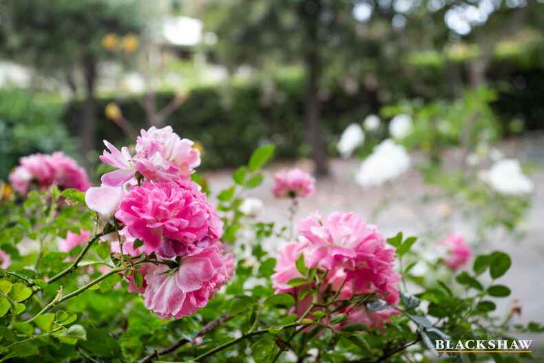 7 Currell Close Malua Bay 7 Currell Close Malua Bay