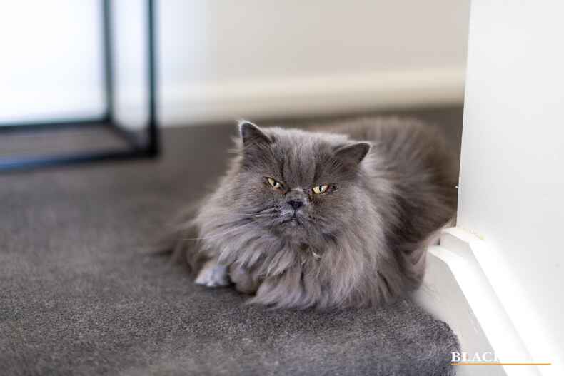 42 Bernard Heinze Avenue Moncrieff 42 Bernard Heinze Avenue Moncrieff