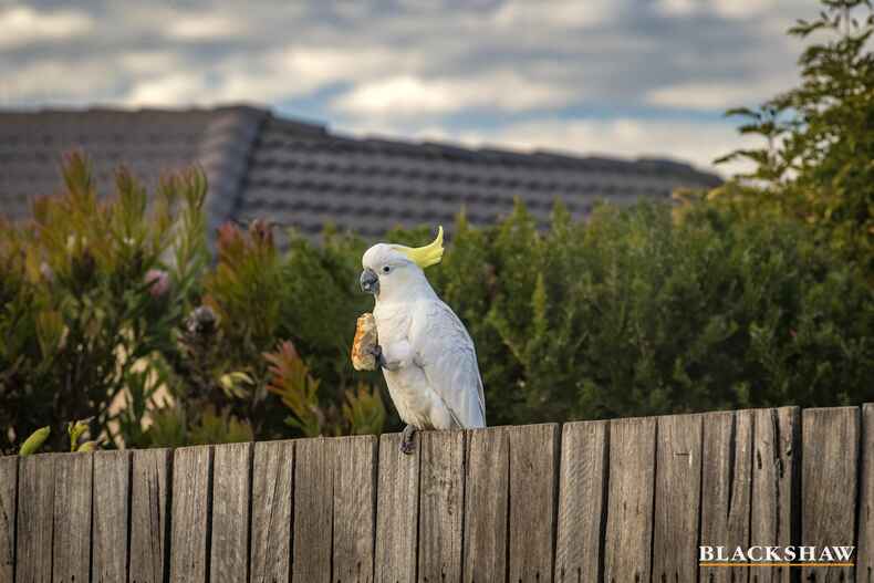 33 Rowland Street Macgregor