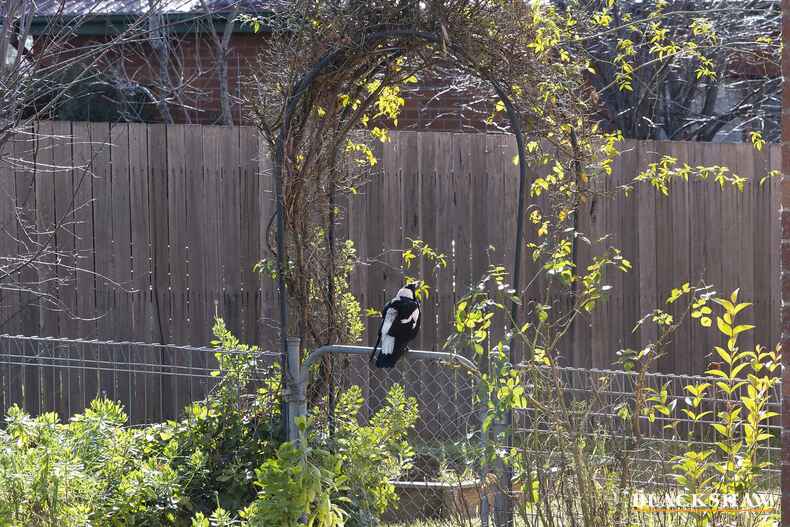 85 Stuart Street Narrabundah 85 Stuart Street Narrabundah