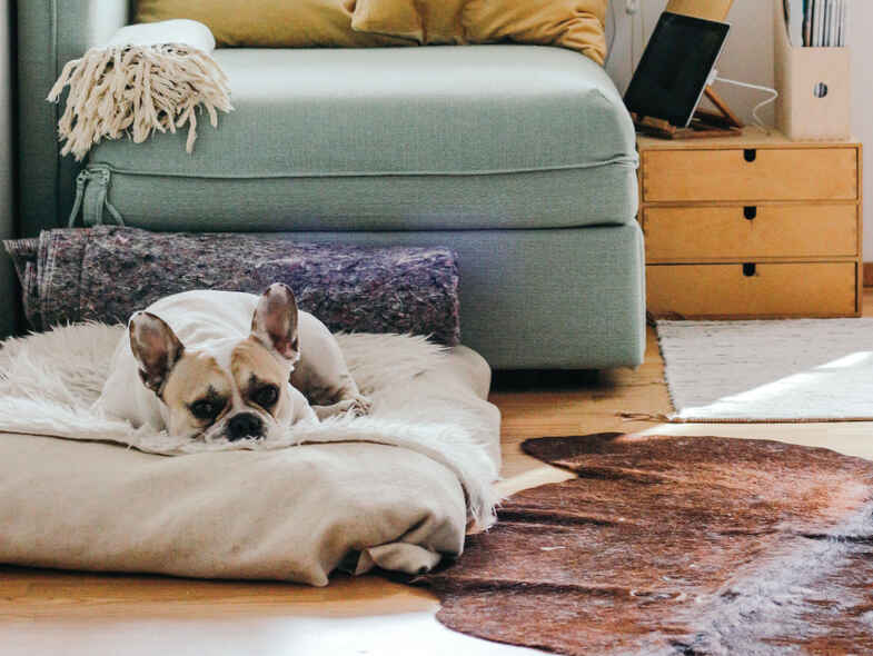 A Guide to Pets in Rental Properties 