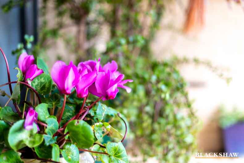 9 Bryan Hudson Street Macgregor 9 Bryan Hudson Street Macgregor