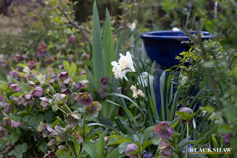 39 Cassinia Street O'Connor 39 Cassinia Street O'Connor