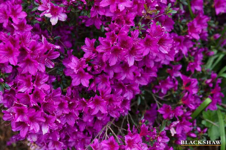 39 Cassinia Street O'Connor 39 Cassinia Street O'Connor