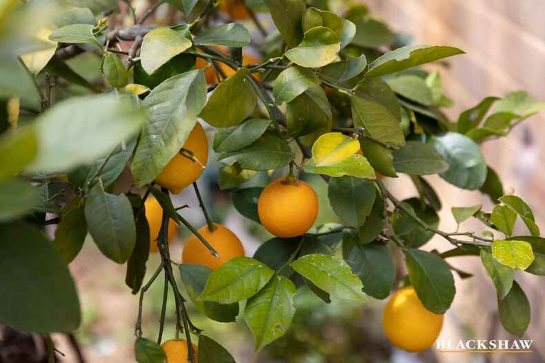 39 Cassinia Street O'Connor 39 Cassinia Street O'Connor