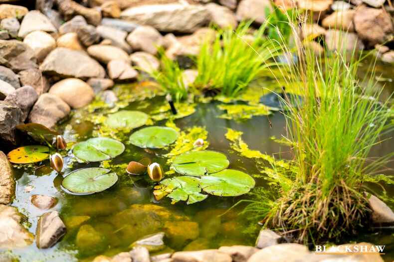 30 Broadbent Street Scullin