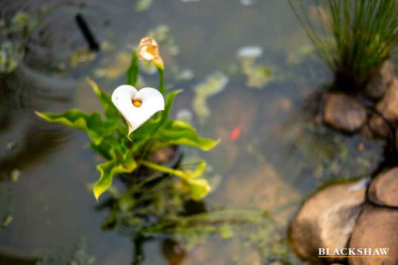 30 Broadbent Street Scullin