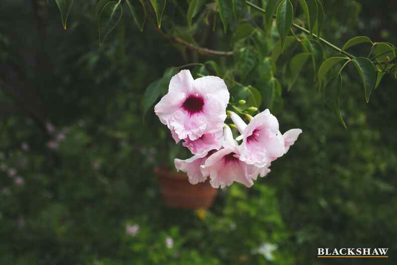 9 Tinarra Close Lilli Pilli 9 Tinarra Close Lilli Pilli