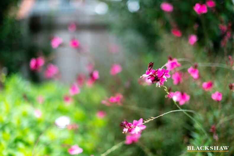 37 Dumas Street Mckellar 37 Dumas Street Mckellar