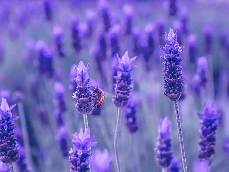 Interior inspiration: Pantone Colour of the Year Interior inspiration: Pantone Colour of the Year