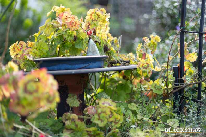 5 Madigan Street Hackett 5 Madigan Street Hackett