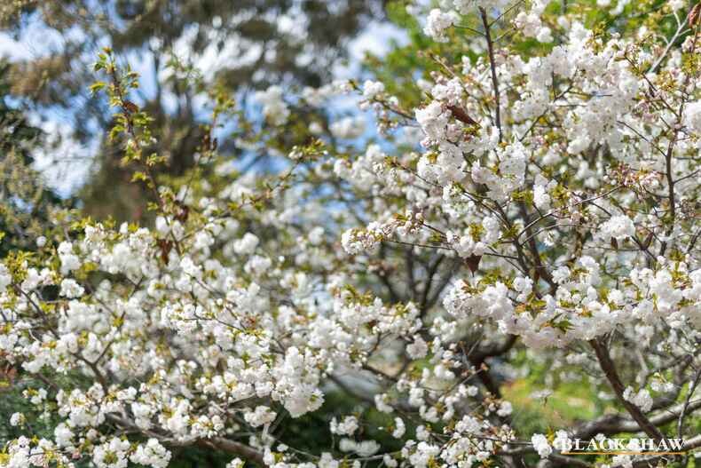 7 Glasgow Place Hughes 7 Glasgow Place Hughes