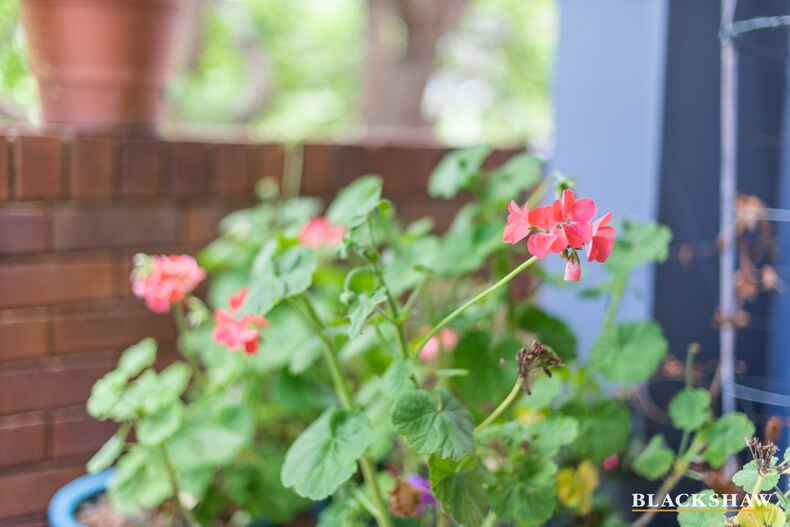 22/2 Hopegood Place Garran 22/2 Hopegood Place Garran