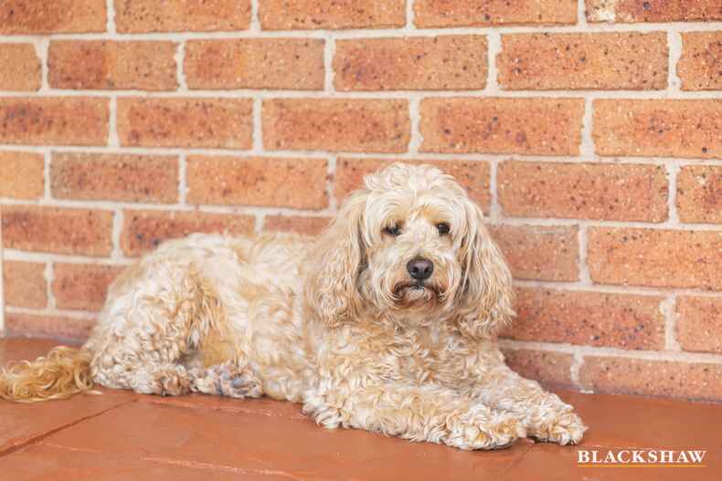 17 Allumba Street Queanbeyan West