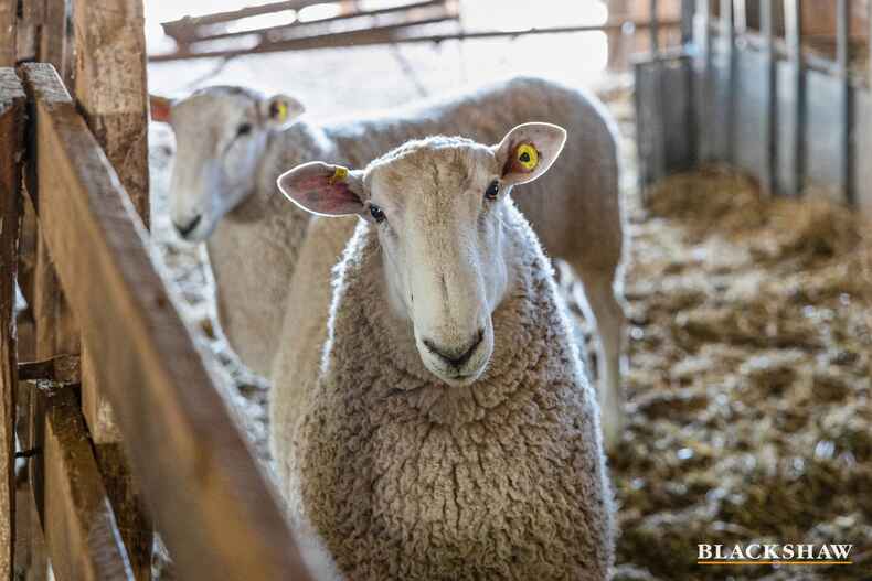 2-4 Adder Street Harrison 2-4 Adder Street Harrison