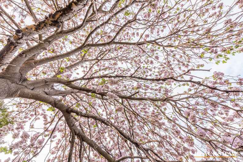 8 Brill Place Gowrie 8 Brill Place Gowrie