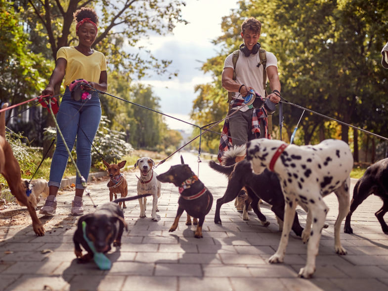 Million Paws Walk celebrates 30 years. Million Paws Walk celebrates 30 years.