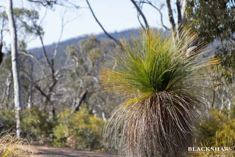 323 North Black Range Firetrail Mulloon 323 North Black Range Firetrail Mulloon