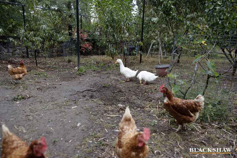 15A/62 Wattle Street Lyneham