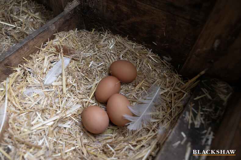 15A/62 Wattle Street Lyneham