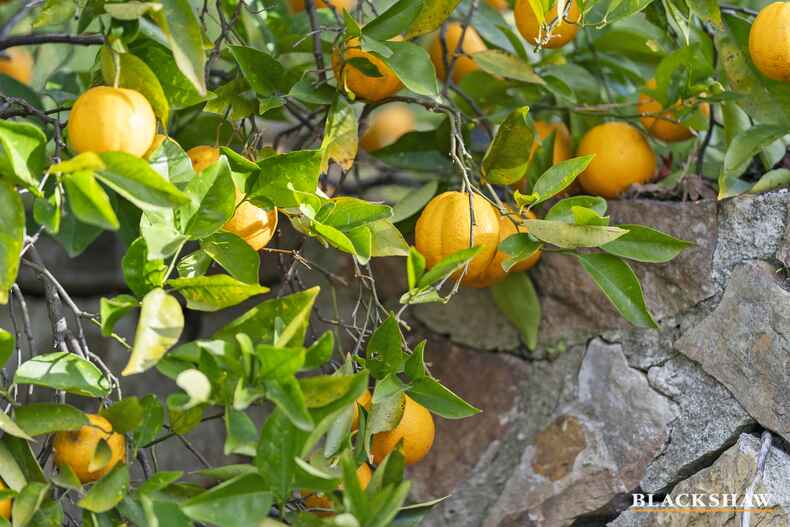 11 Beeston Street Macgregor