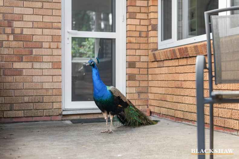 155 La Perouse Street Red Hill 155 La Perouse Street Red Hill