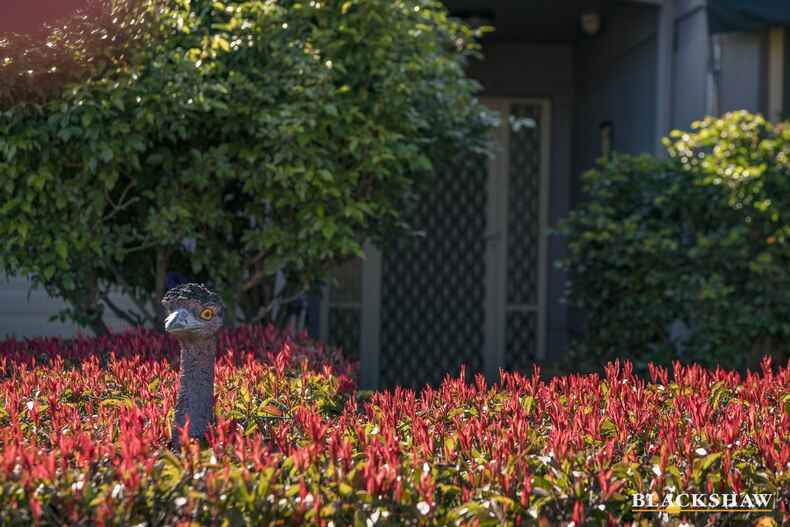 3/1 Delamere Street Hawker