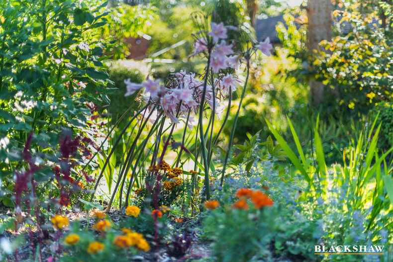 93 Captain Cook Crescent Narrabundah 93 Captain Cook Crescent Narrabundah