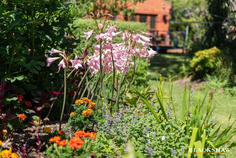 93 Captain Cook Crescent Narrabundah 93 Captain Cook Crescent Narrabundah