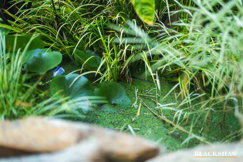 93 Captain Cook Crescent Narrabundah 93 Captain Cook Crescent Narrabundah