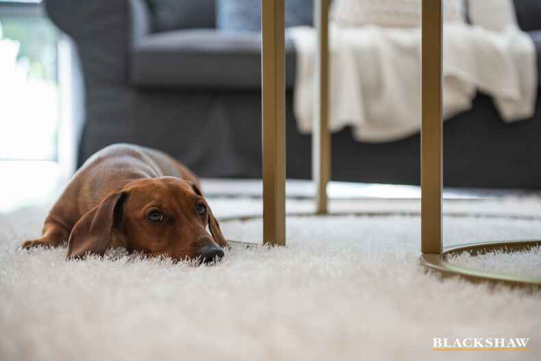 328 Antill Street Hackett 328 Antill Street Hackett