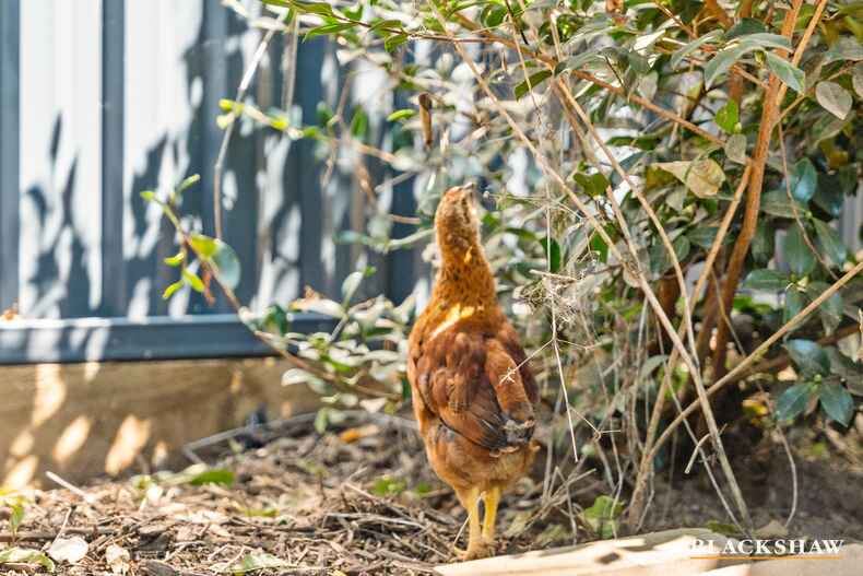 8 Foreman Place Macgregor 8 Foreman Place Macgregor