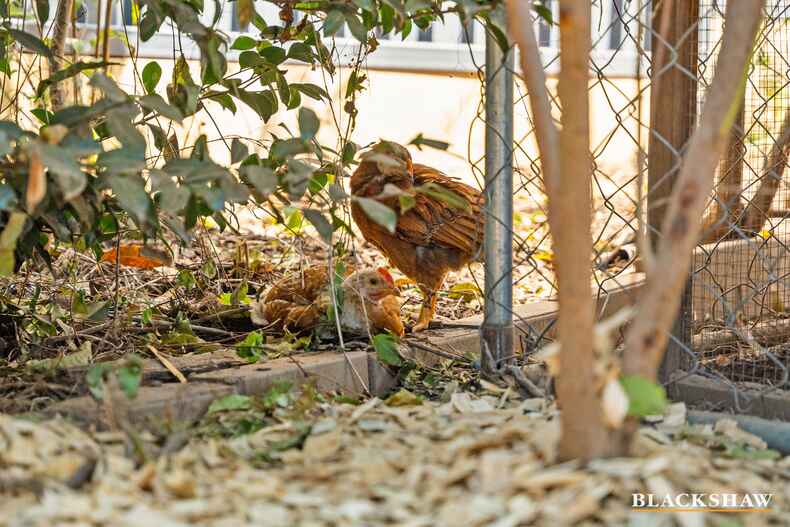 8 Foreman Place Macgregor 8 Foreman Place Macgregor