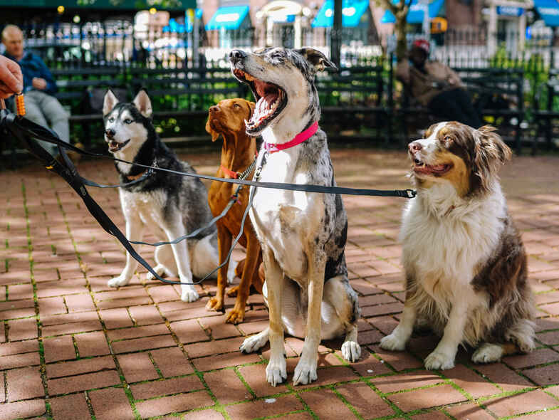 Join the Million Paws Walk this May Join the Million Paws Walk this May