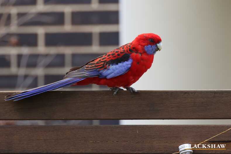 9/90 Blacket Street Downer 9/90 Blacket Street Downer