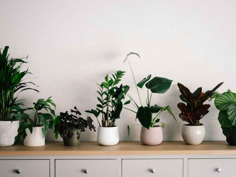 Your guide to winter-loving houseplants Your guide to winter-loving houseplants